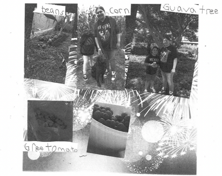 Black and white images of a guava tree, beans, and corn that students have grown.